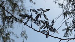 Prosopis cineraria