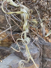 Tillandsia intermedia