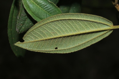 Miconia cataractae