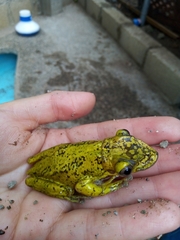 Triprion spatulatus
