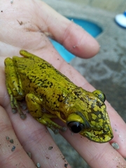 Triprion spatulatus