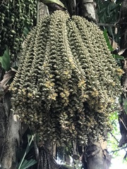 Caryota