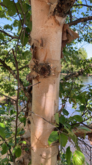 Betula nigra