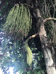 Caryota