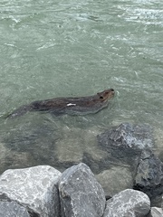 Castor canadensis