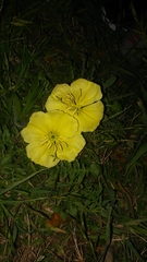 Oenothera triloba