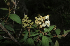 Miconia cataractae