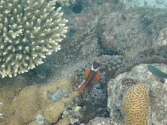 Amphiprion barberi
