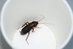 Shelfordella lateralis