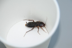 Shelfordella lateralis