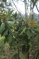 Miconia cataractae
