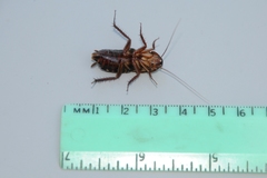 Shelfordella lateralis