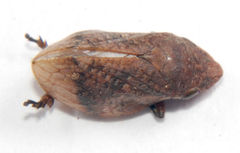 Lepyronia angulifera