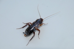 Shelfordella lateralis