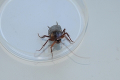 Shelfordella lateralis