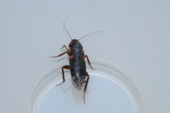 Shelfordella lateralis