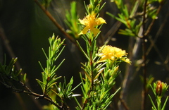 Hypericum fasciculatum