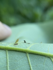 Caryomyia striolata