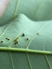 Caryomyia striolata