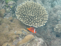 Amphiprion barberi