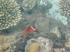 Amphiprion barberi