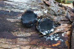 Biscogniauxia repanda