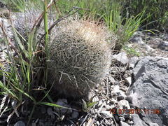 Mammillaria mystax