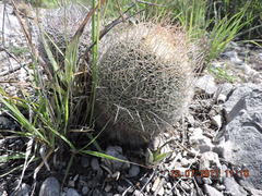Mammillaria mystax