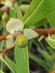 Asimina angustifolia
