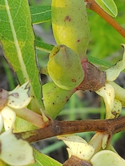 Asimina angustifolia