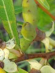 Asimina angustifolia