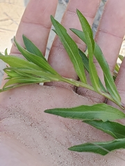 Solidago gillmanii