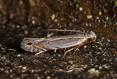 Battaristis nigratomella