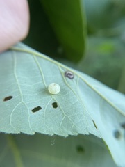 Caryomyia glauciglobus