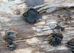 Biscogniauxia repanda