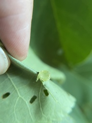 Caryomyia glauciglobus
