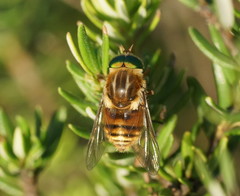 Scaptia patula
