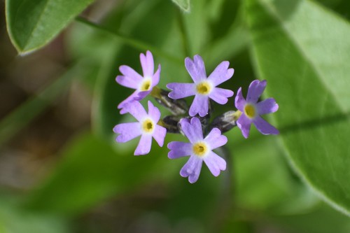 silvery primrose (Primula incana)