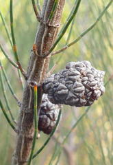 Allocasuarina paradoxa