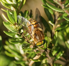 Scaptia patula