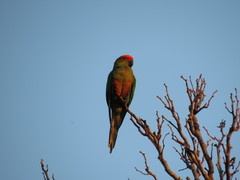 Aratinga auricapillus