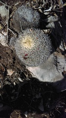 Mammillaria mystax