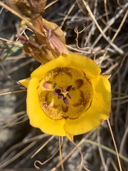 Calochortus clavatus