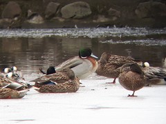 Anas platyrhynchos × acuta