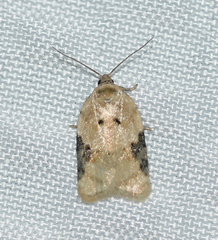 Acleris simpliciana