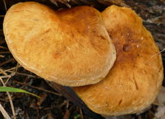 Gymnopilus allantopus