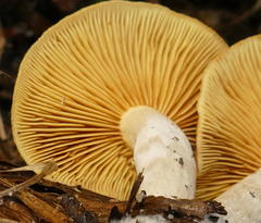 Gymnopilus allantopus