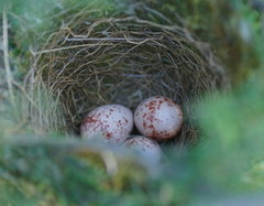 Yellow-Faced Honeyeater photo 6