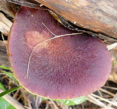 Gymnopilus purpuratus