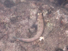 Salarias alboguttatus
